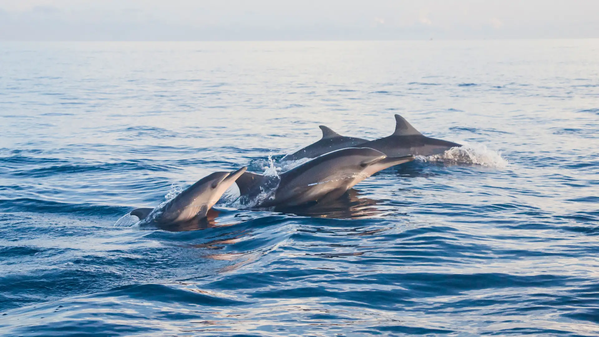 Dolphin Watching